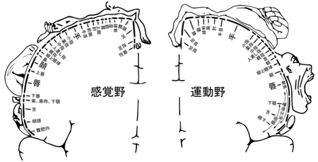 ホムンクルス