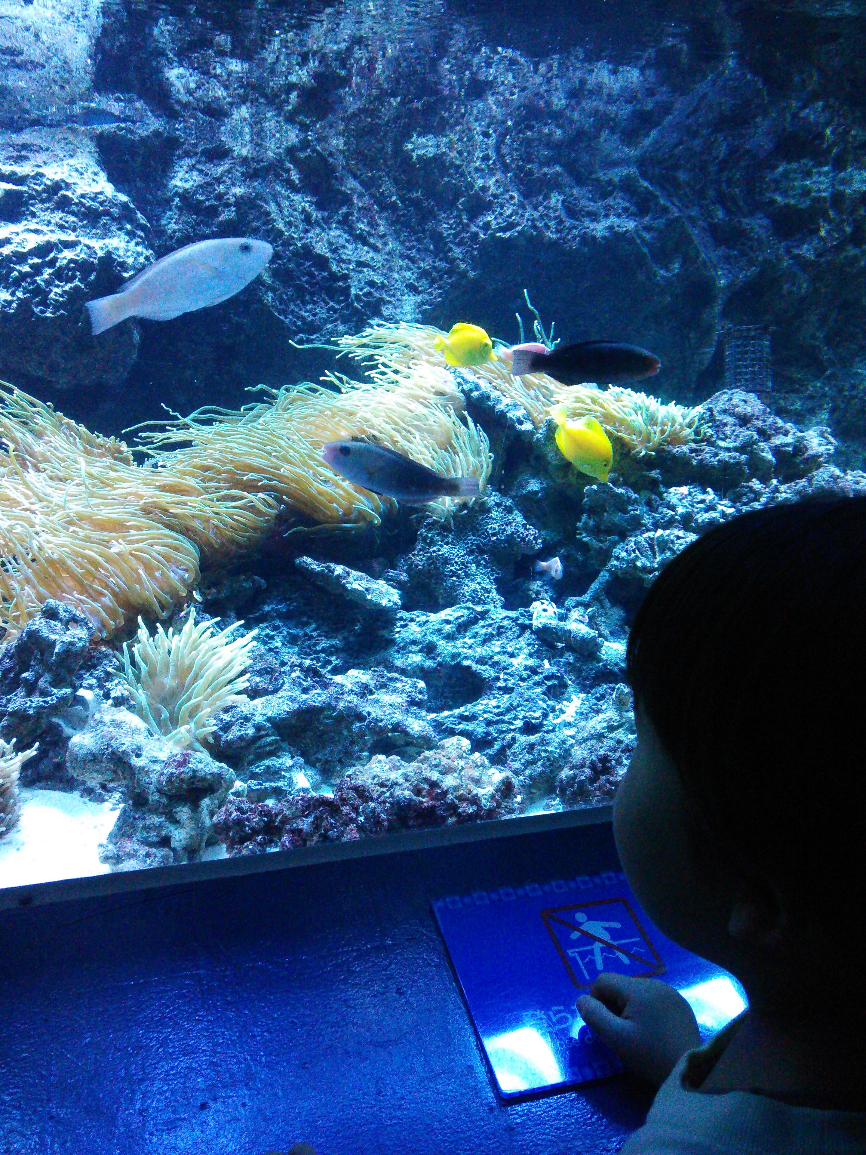 しながわ水族館ドリー