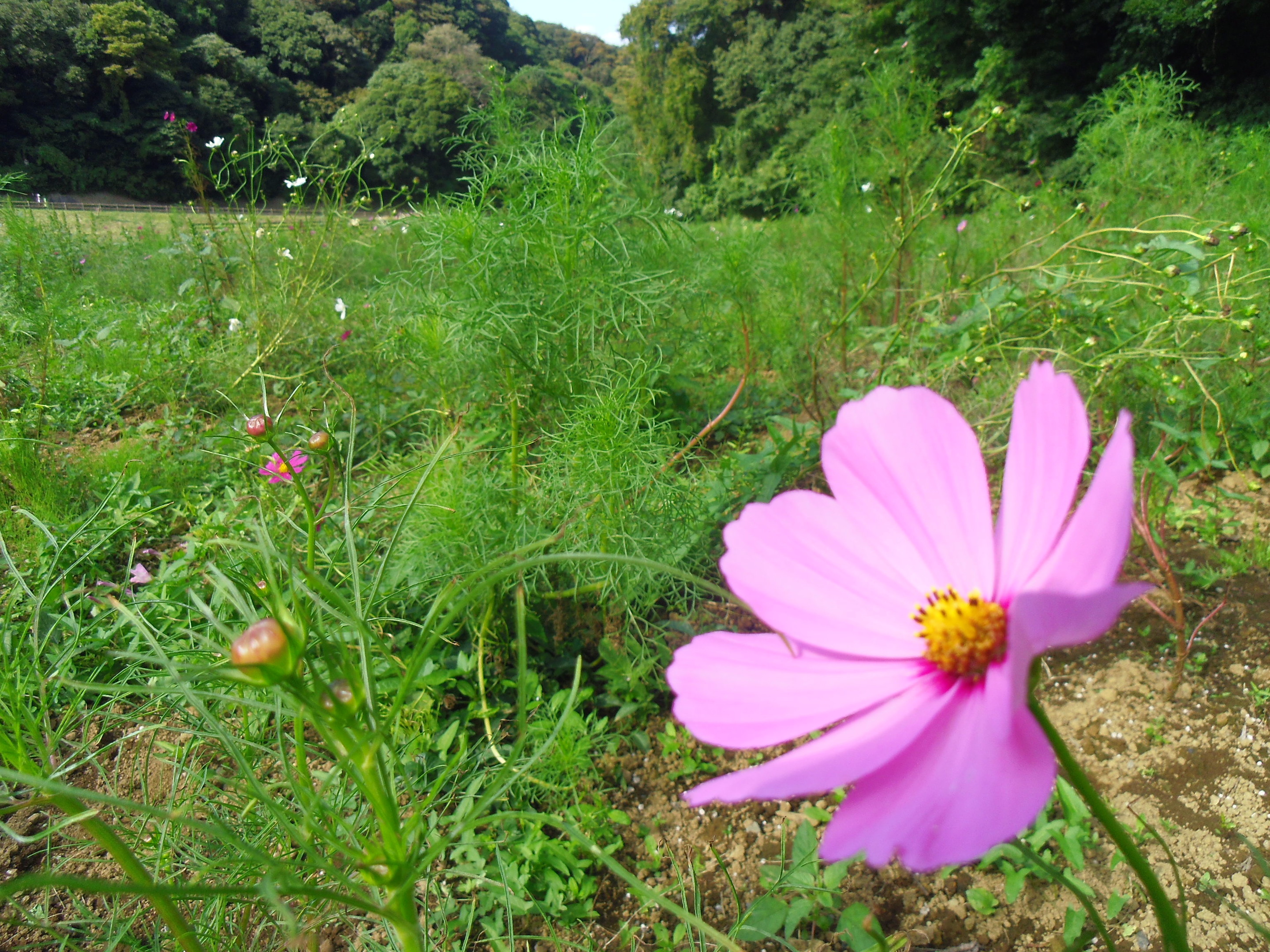 2013年9月くりはま花の国