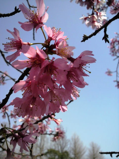 早咲きの桜