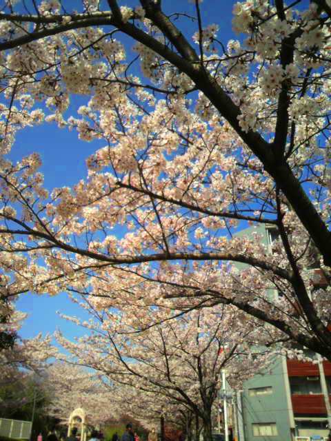 水神公園の桜