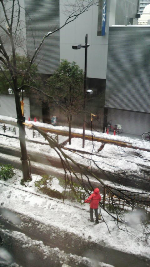 並木が雪で折れた