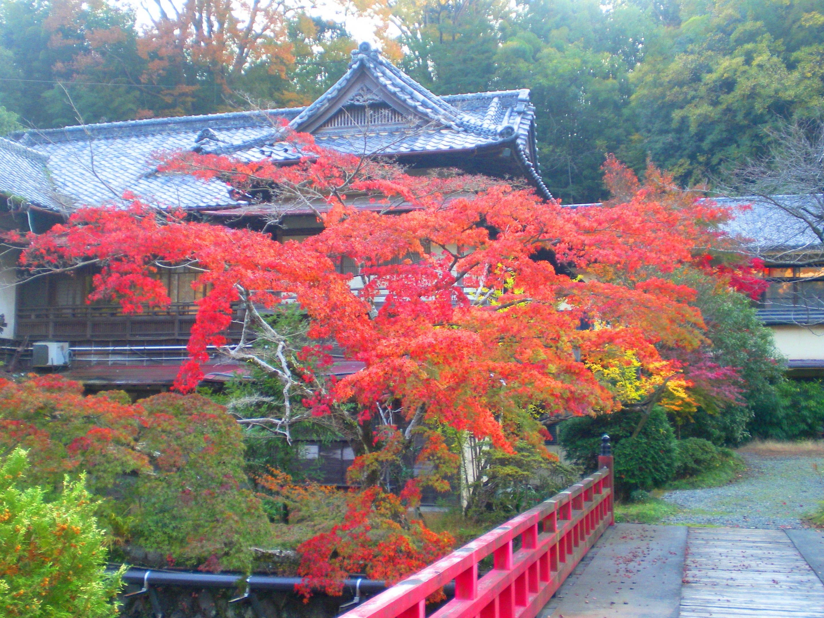 湯河原の川沿いの紅葉