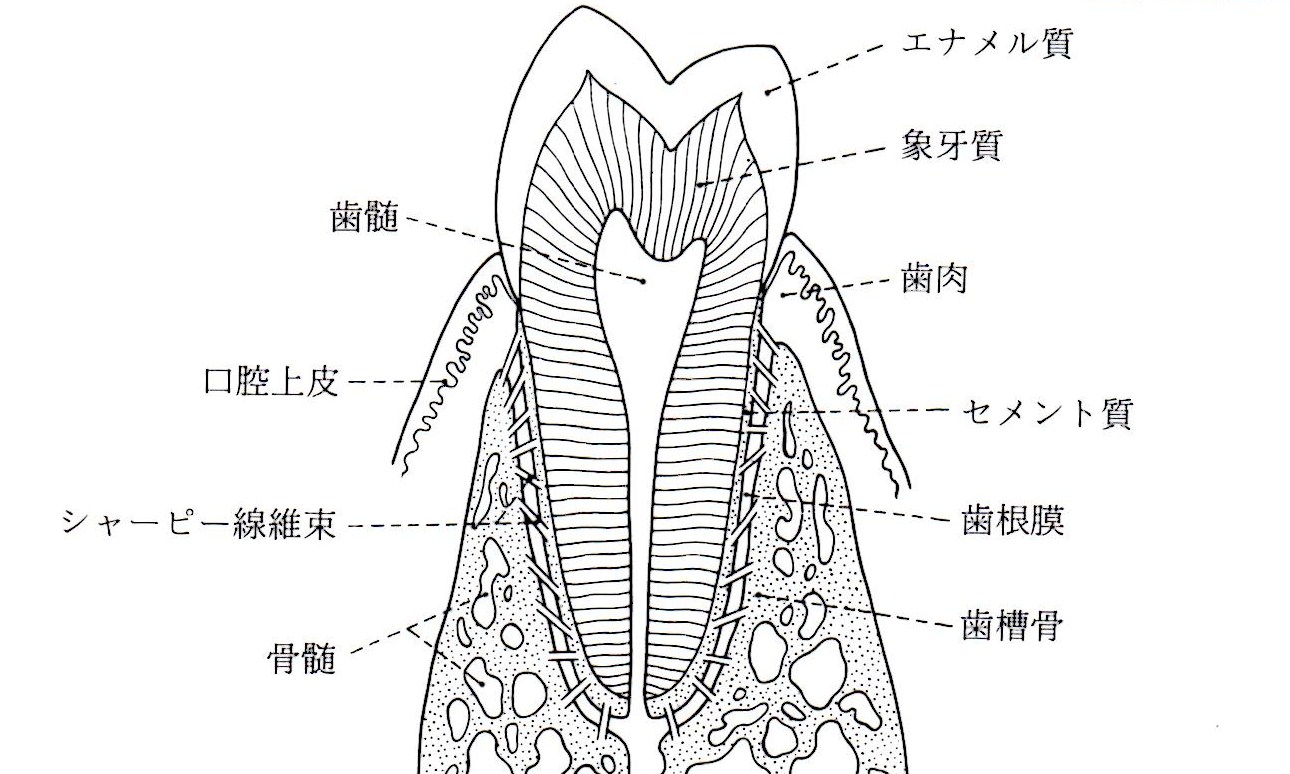 歯の断面図