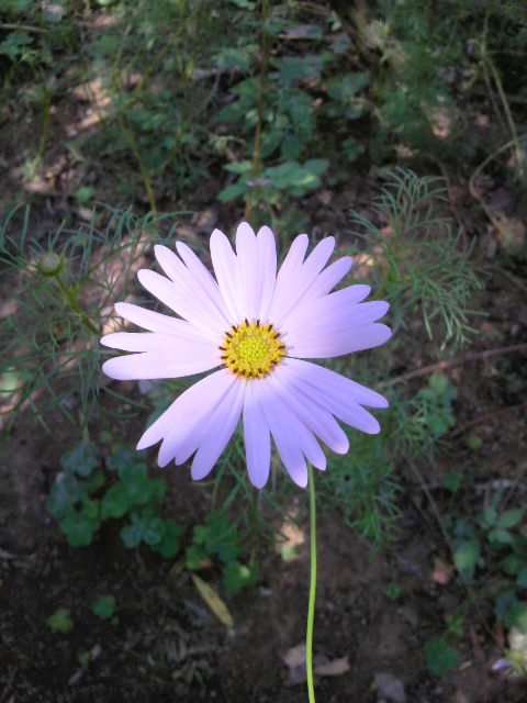 花弁の先が分かれているコスモス